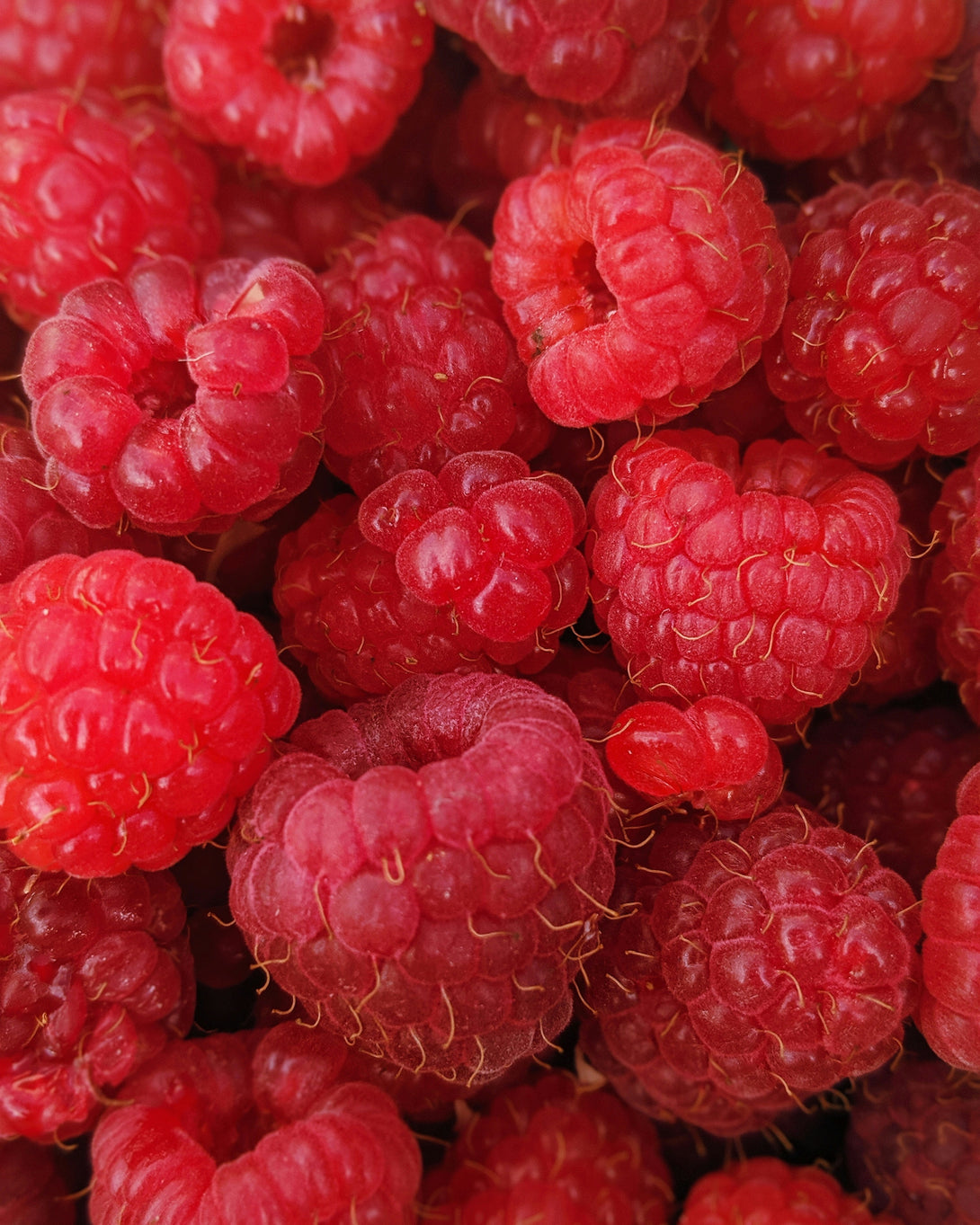 Poudre de Framboise